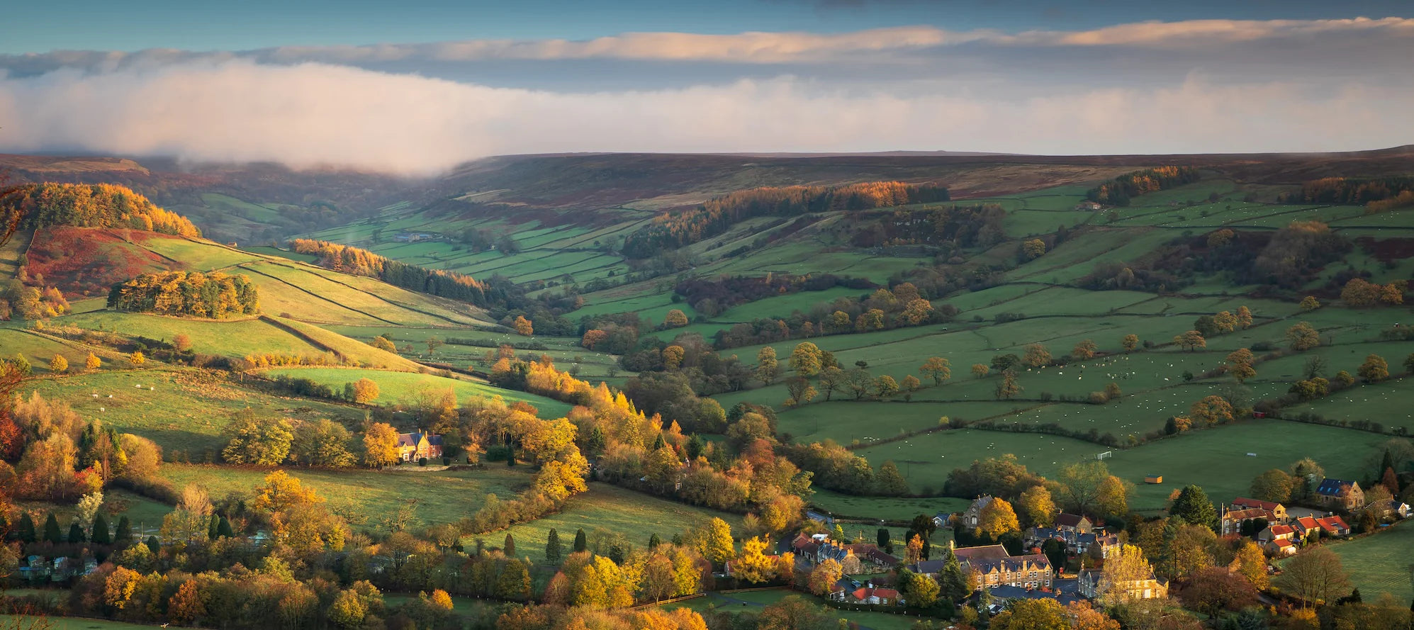 British Wagyu Beef by Freedown Hills