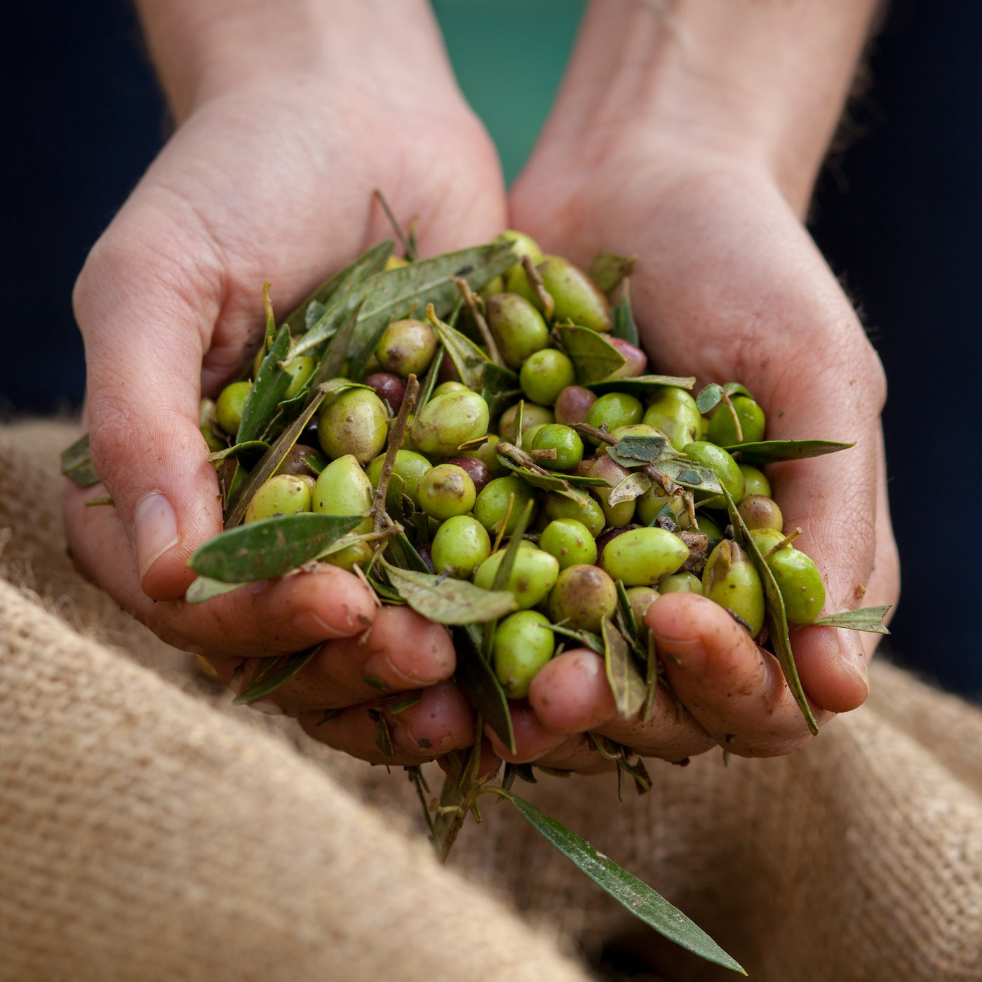 Basil Infused Olive Oil | 250ml