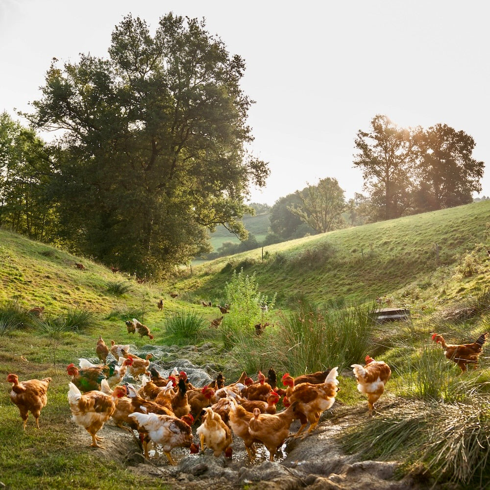Free Range French Yellow Chicken | ±1.2kg