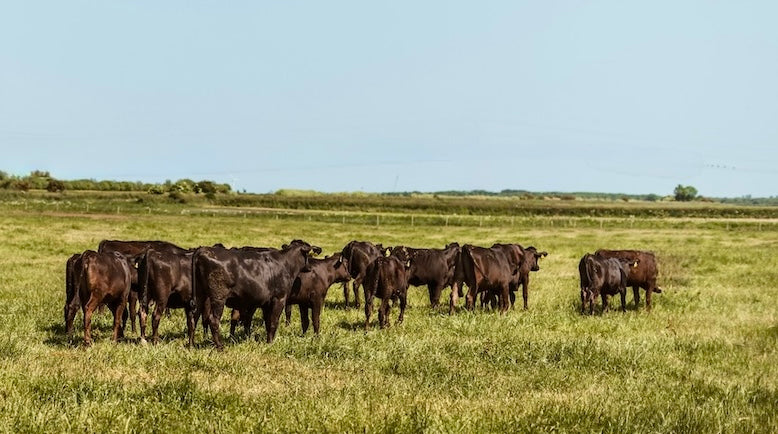 The Gold Standard of British Wagyu