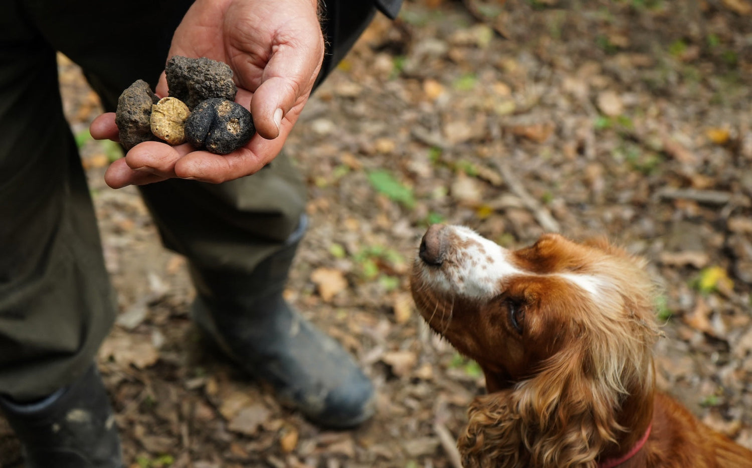 The Art of the Truffle