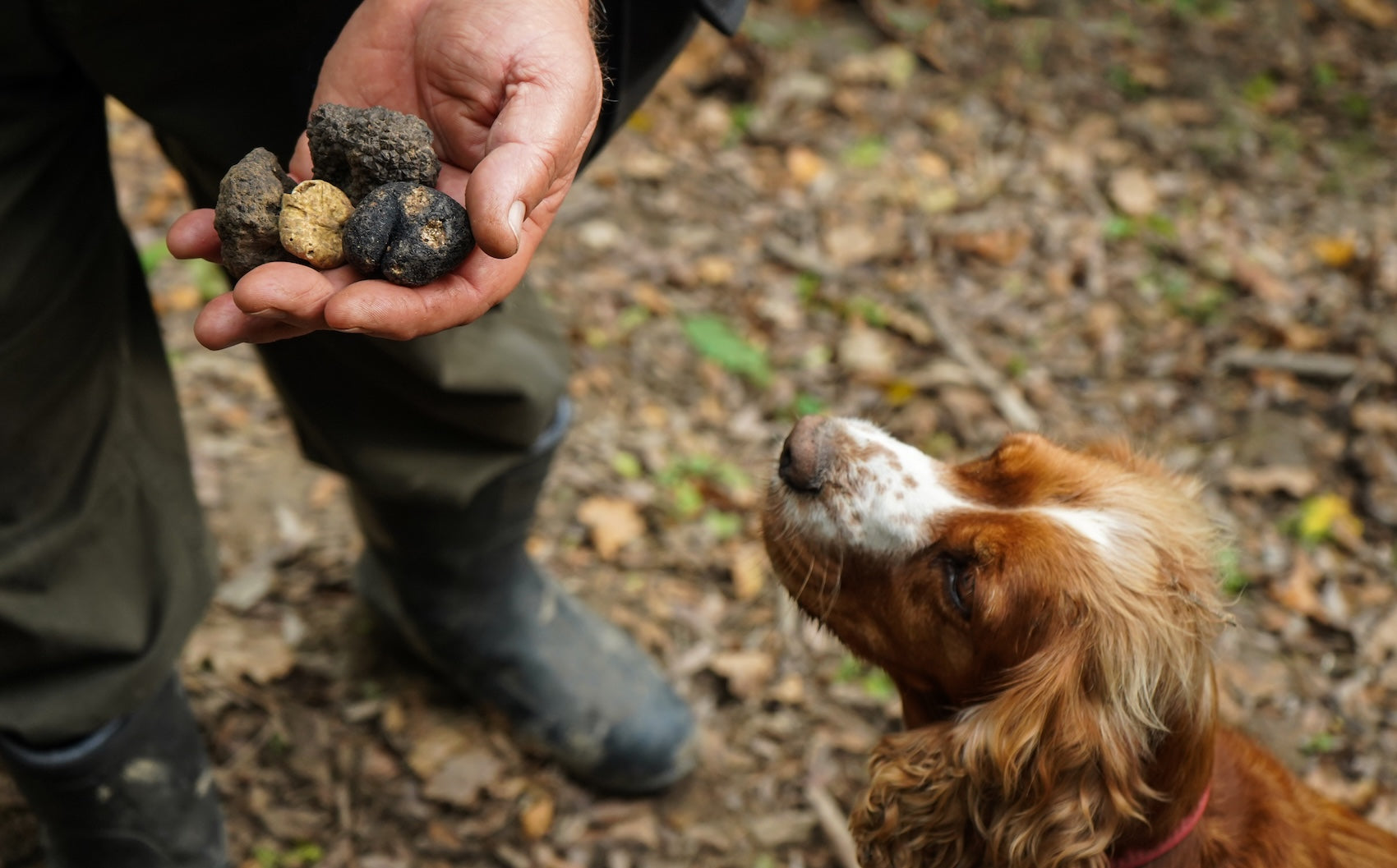 The Art of the Truffle