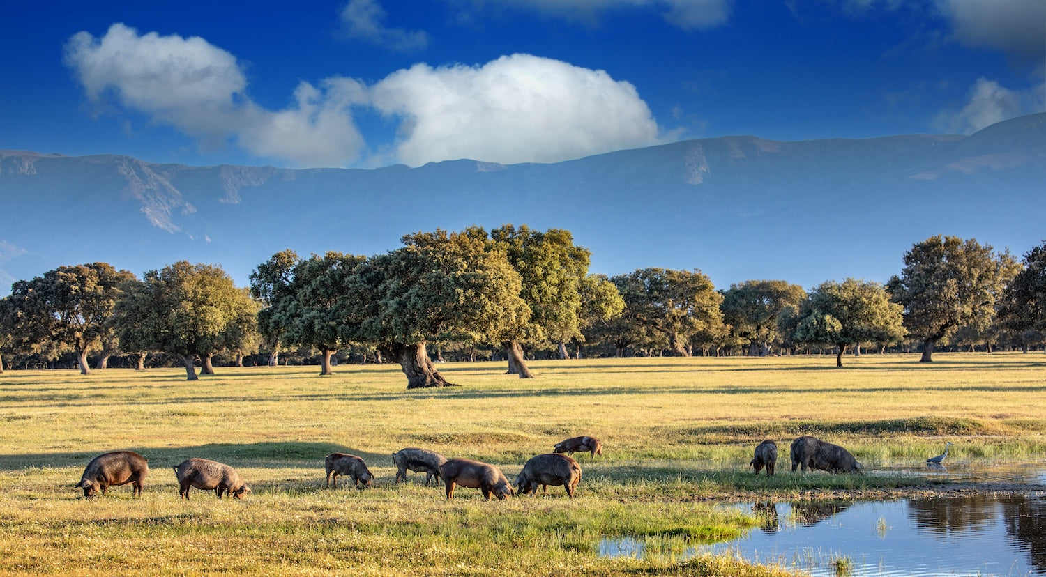 Why Spain’s Legendary Pork Is in a Class of Its Own