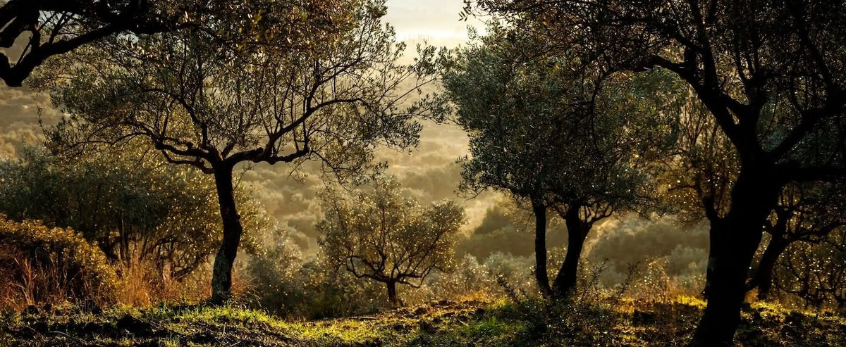 Olive Oil & Vinegar