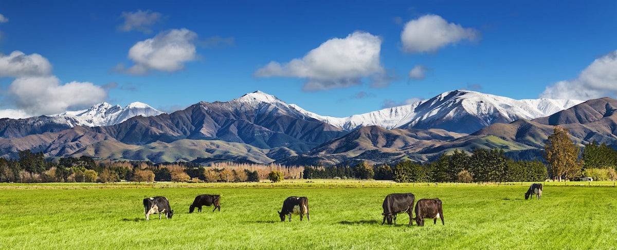 New Zealand Prime Beef
