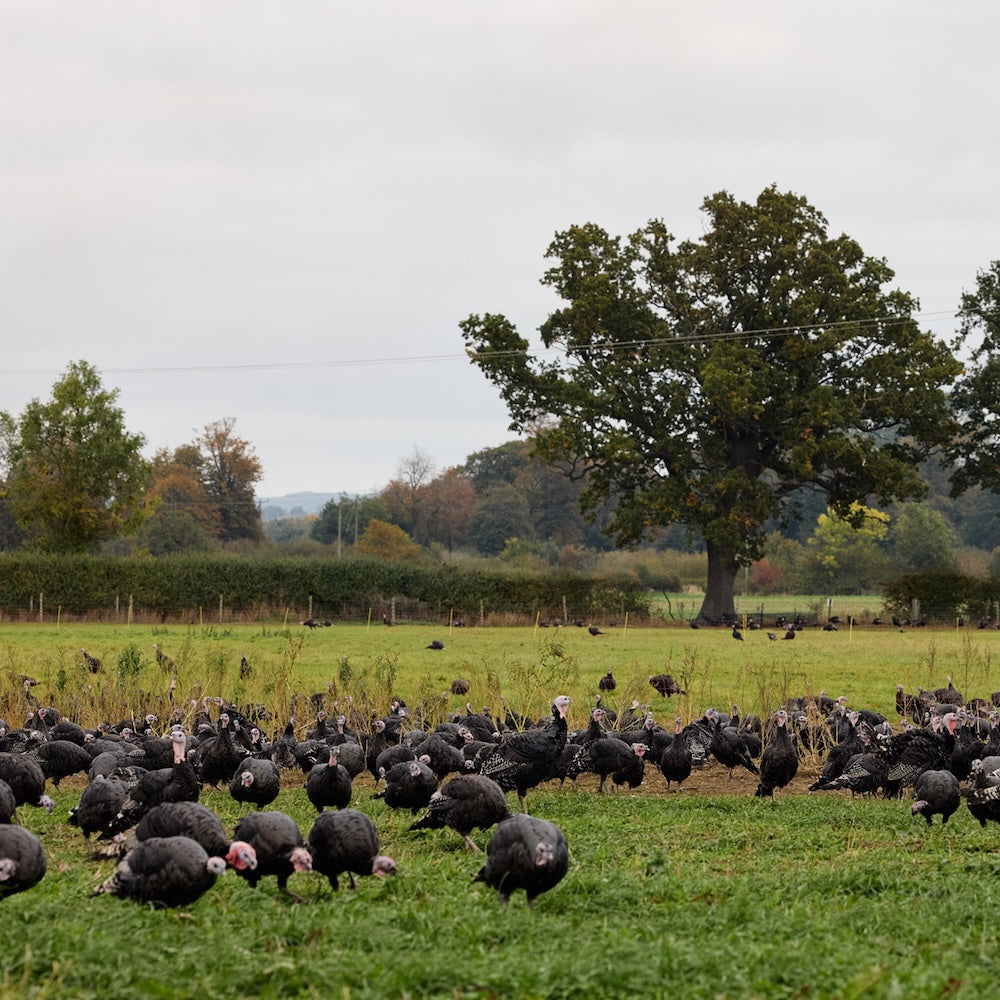 Free Range Whole Turkey | 7 to 8kg